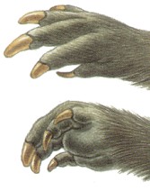 Бобровые лапы